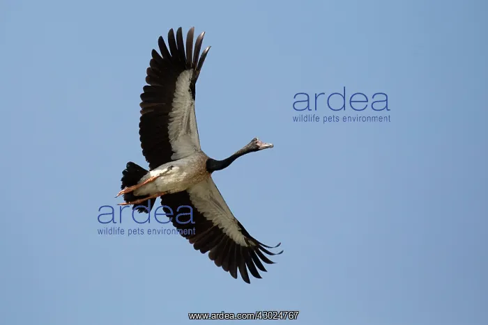 : Magpie Goose in flight McMinn's Lagoon Darwin Norther : Magpie Goose in flight McMinn's Lagoon Darwin Norther
