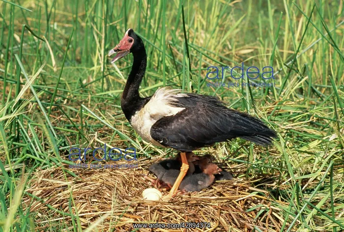 : Magpie Goose - at floating nest with egg & chicks : Magpie Goose - at floating nest with egg & chicks