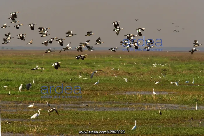  : Magpie Goose - flock of Magpie Geese flies over