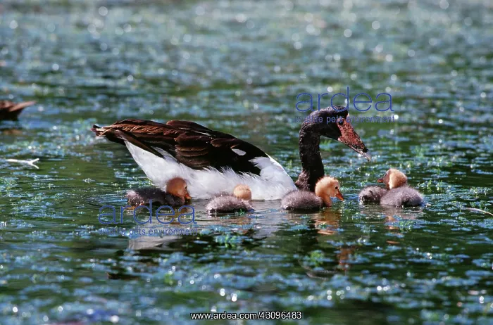 : Magpie goose with goslings : Magpie goose with goslings