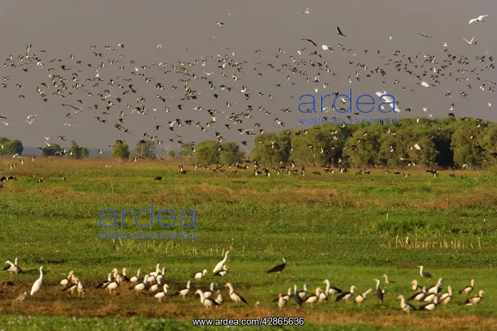 : Magpie Goose - hugh flock of Magpie Geese and different : Magpie Goose - hugh flock of Magpie Geese and different
