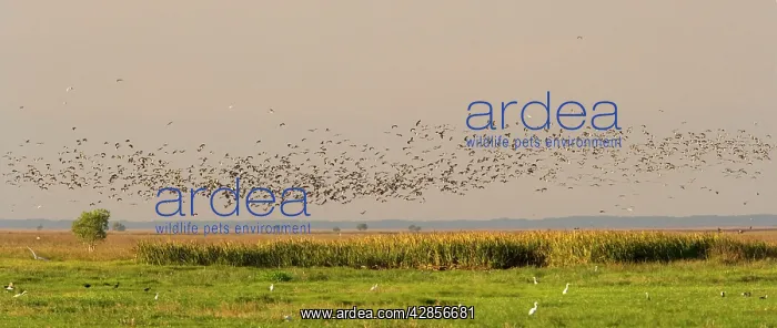 : Magpie Goose - hugh flock of Magpie Geese flies : Magpie Goose - hugh flock of Magpie Geese flies