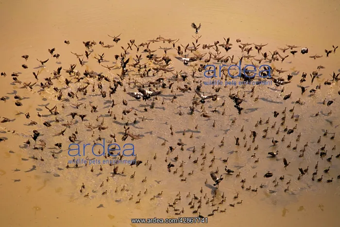 : Magpie Goose - Large flock on water : Magpie Goose - Large flock on water