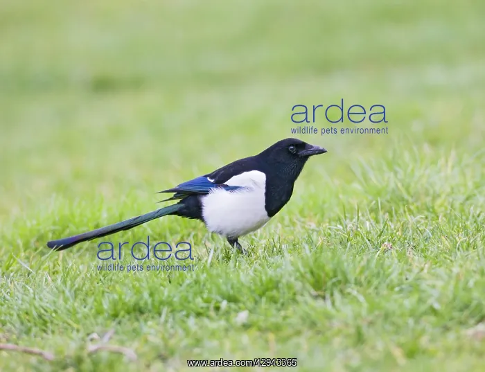 : Magpie - on grass side view : Magpie - on grass side view