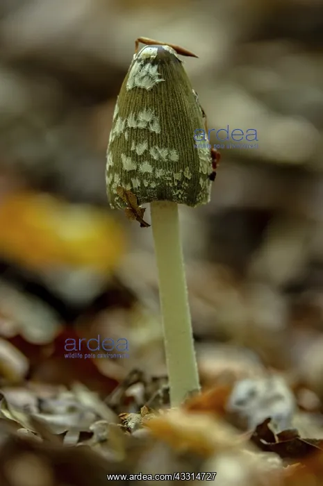 : Magpie Inkcap fungus, Coprinopsis picacea, growi : Magpie Inkcap fungus, Coprinopsis picacea, growi