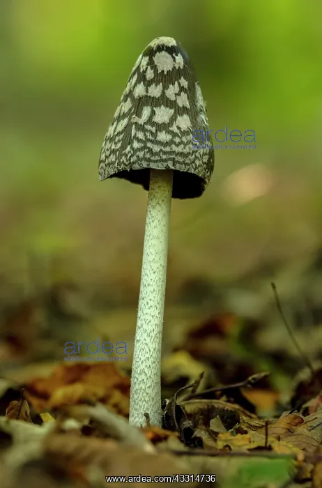 : Magpie Inkcap fungus, Coprinopsis picacea, growi : Magpie Inkcap fungus, Coprinopsis picacea, growi