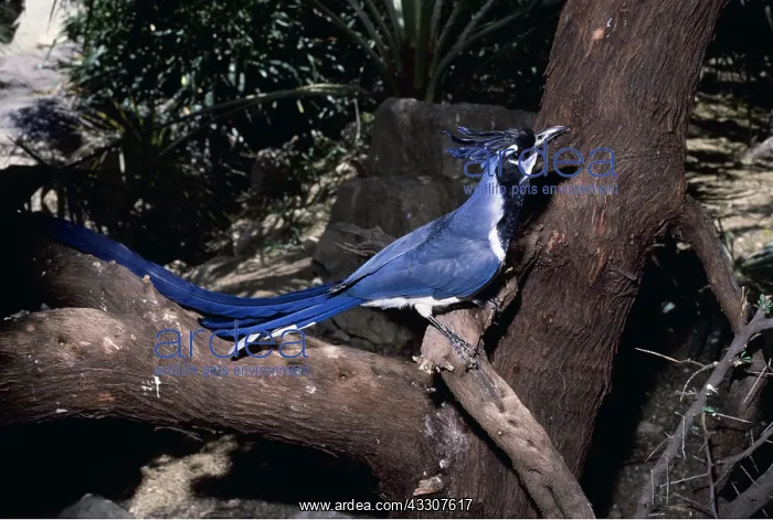 : MAGPIE JAY - on tree : MAGPIE JAY - on tree