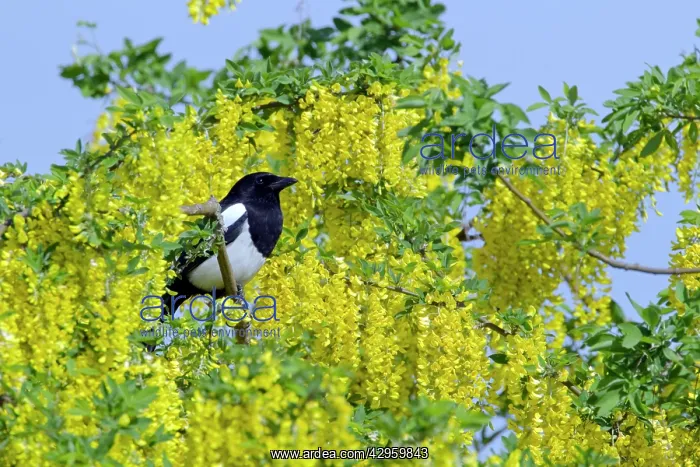 : Magpie - in Laburnum Tree : Magpie - in Laburnum Tree