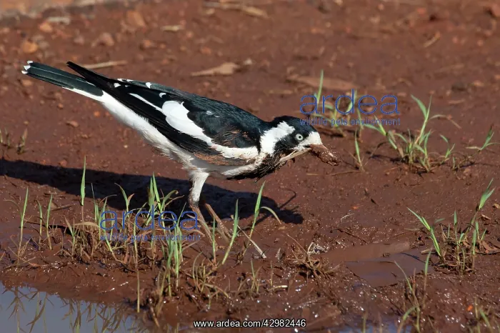 : Magpie-lark : Magpie-lark