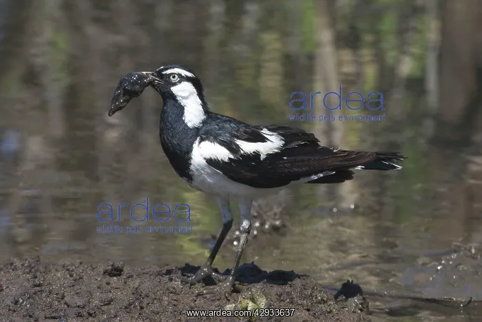 : Magpie-Lark - collecting nesting material : Magpie-Lark - collecting nesting material