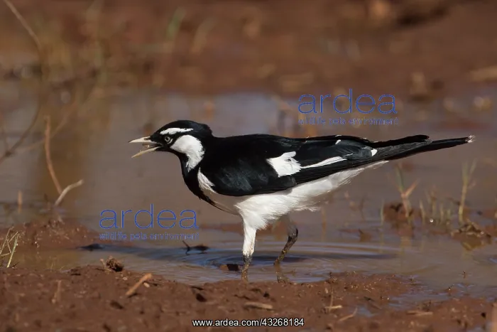 : Magpie-lark - At an ephemeral pool where it was : Magpie-lark - At an ephemeral pool where it was