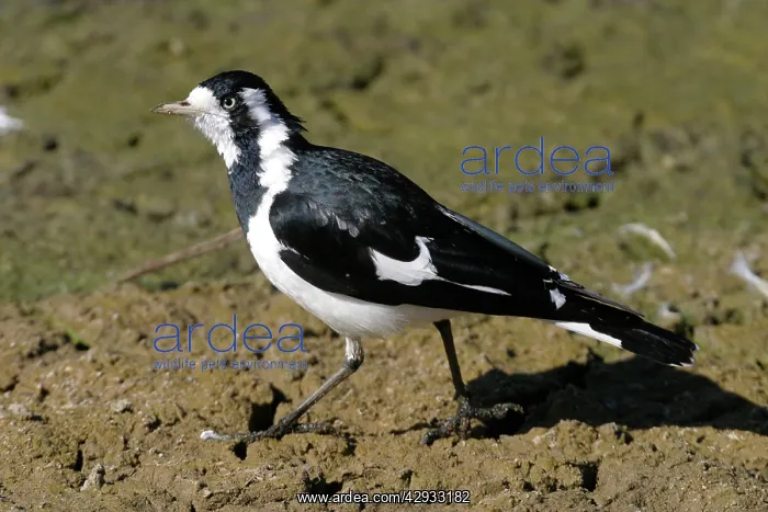 : Magpie-Lark - Female : Magpie-Lark - Female