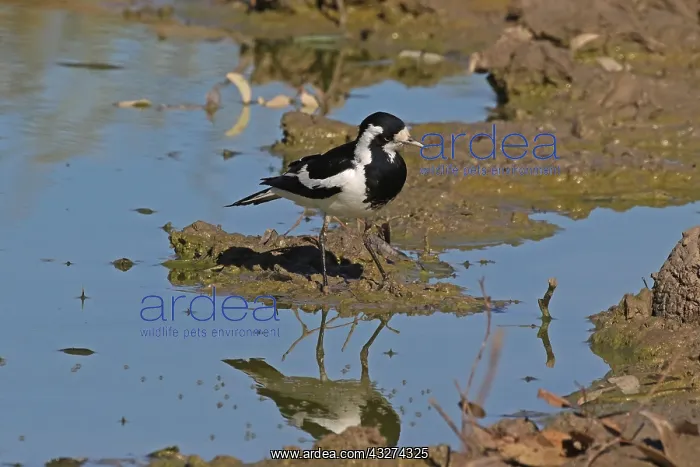 : Magpie-lark female A4102 2 : Magpie-lark female A4102 2
