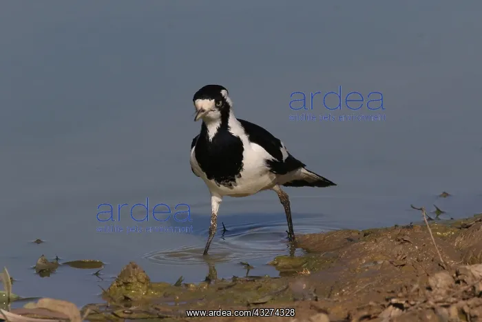 : Magpie-lark female A4108 : Magpie-lark female A4108