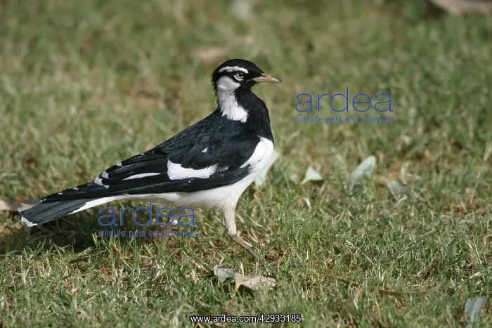 : Magpie-Lark - Male : Magpie-Lark - Male