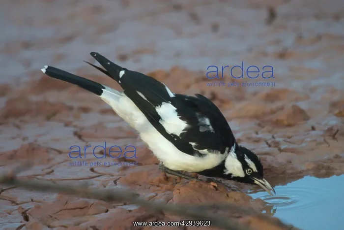 : Magpie-lark - male : Magpie-lark - male