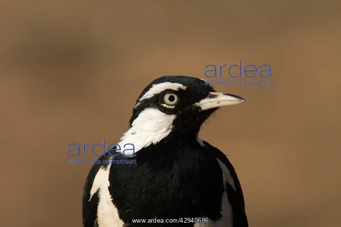 : Magpie-lark, male : Magpie-lark, male