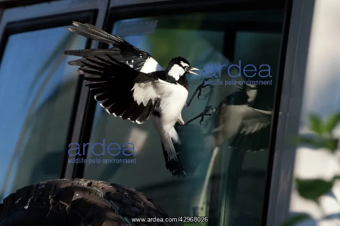 : Magpie-lark - male attacking its reflection in : Magpie-lark - male attacking its reflection in