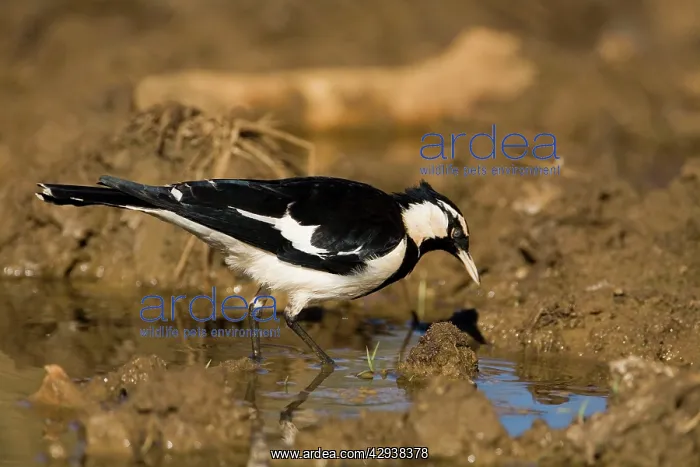 : Magpie-lark - male at overflowing cattle trough : Magpie-lark - male at overflowing cattle trough