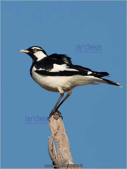 : Magpie-lark - A male - perched on a stick - at Alkipi : Magpie-lark - A male - perched on a stick - at Alkipi