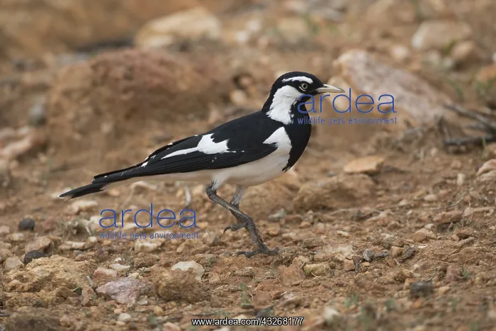 : Magpie-lark - A male in rocky country - Olive Pink : Magpie-lark - A male in rocky country - Olive Pink