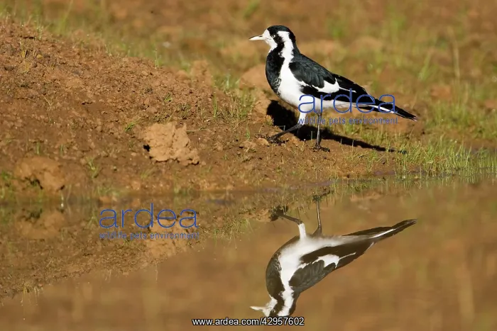 : Magpie-lark - With reflection in pool : Magpie-lark - With reflection in pool