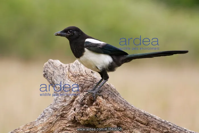 : Magpie - on log