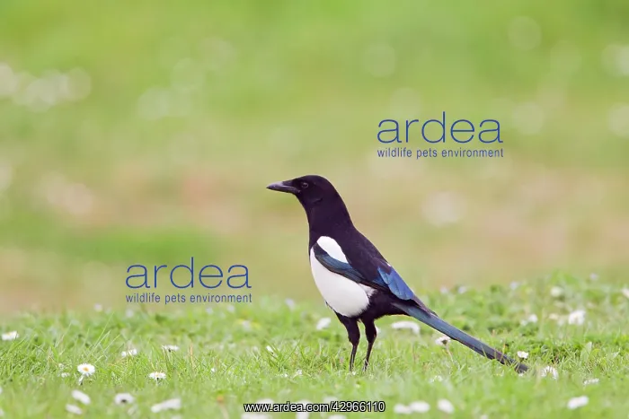 : Magpie - in meadow with daisies : Magpie - in meadow with daisies