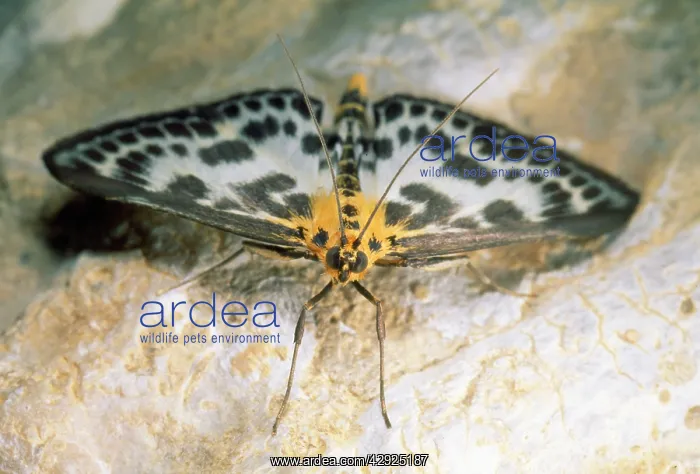  : Magpie Moth