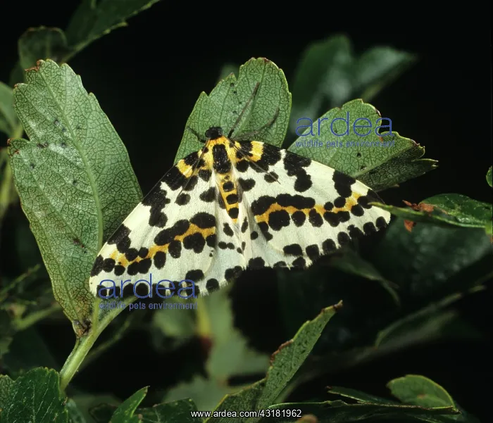  : Magpie moth