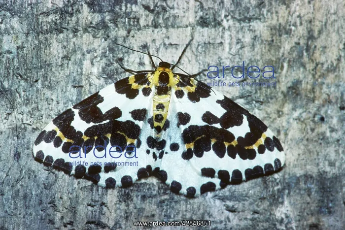: Magpie Moth - Belgium : Magpie Moth - Belgium
