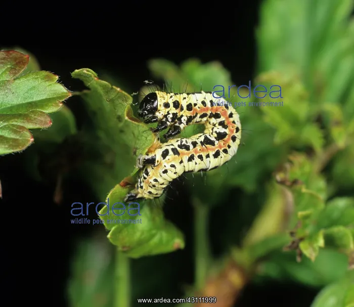 : Magpie moth caterpillar : Magpie moth caterpillar