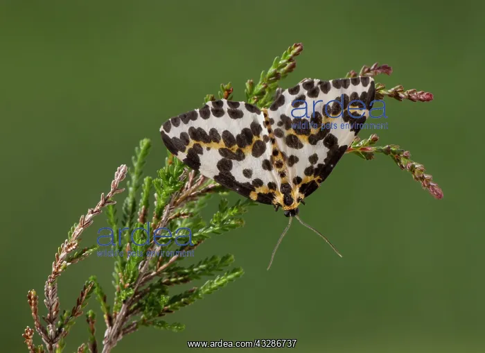 : Magpie Moth - resting on heather : Magpie Moth - resting on heather