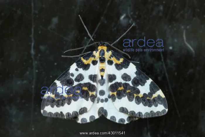  : Magpie Moth - UK