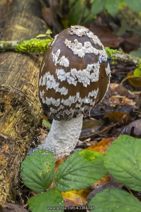 : Magpie mushroom, magpie fungus (Coprinopsis picacea) : Magpie mushroom, magpie fungus (Coprinopsis picacea)