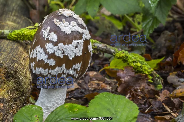 : Magpie mushroom, magpie fungus (Coprinopsis picacea) : Magpie mushroom, magpie fungus (Coprinopsis picacea)