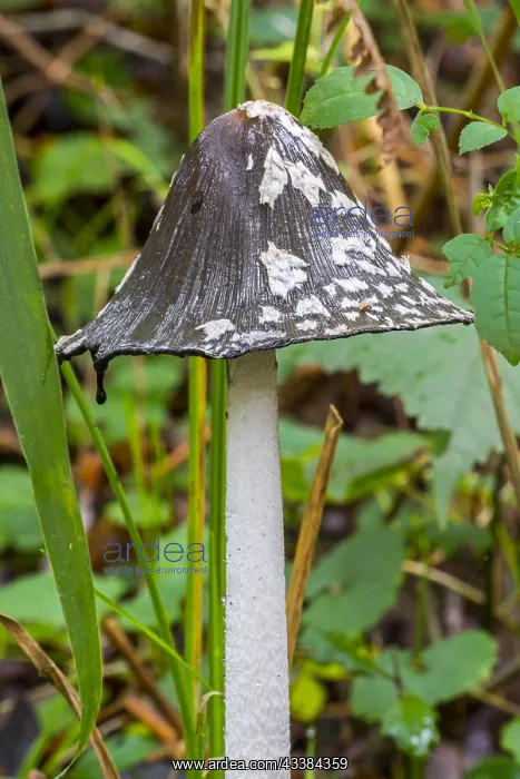 : Magpie mushroom, magpie fungus (Coprinopsis picacea) : Magpie mushroom, magpie fungus (Coprinopsis picacea)
