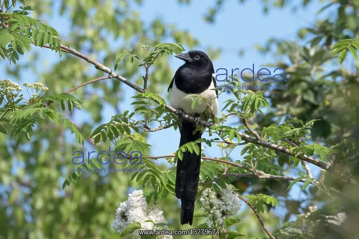  : Magpie - Norfolk UK