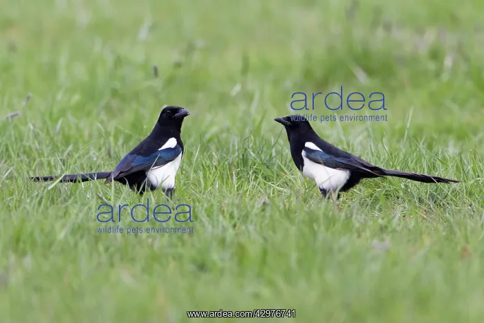 : Magpie - pair on ground searching for food : Magpie - pair on ground searching for food