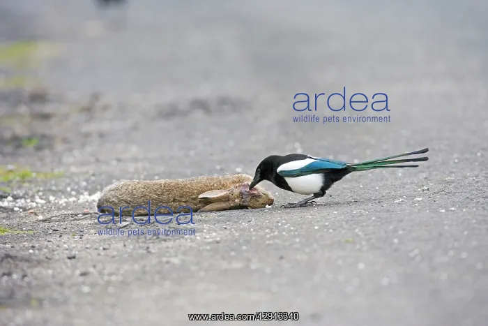 : Magpie - pecking eye of roadkill rabbit : Magpie - pecking eye of roadkill rabbit