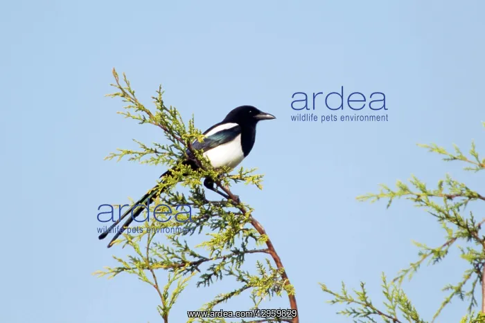  : Magpie - perched in Cupressus leylandii tree