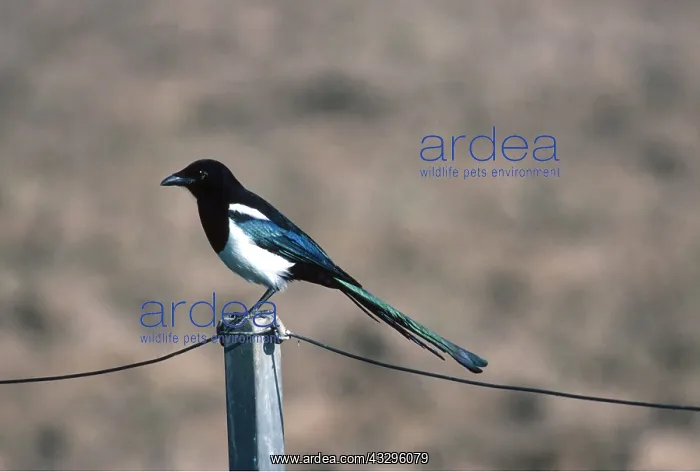 : MAGPIE - perched on fence post : MAGPIE - perched on fence post