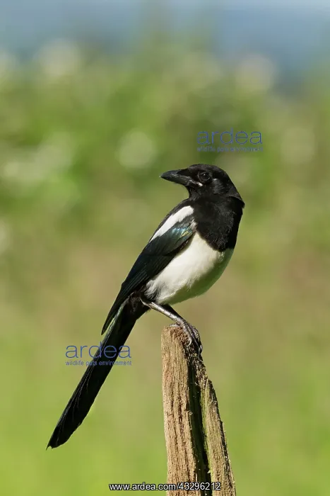 : Magpie - perched on an old fence post in meadow - June : Magpie - perched on an old fence post in meadow - June