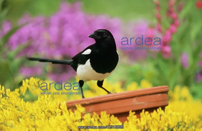 : MAGPIE - Perched on plant pot in garden : MAGPIE - Perched on plant pot in garden