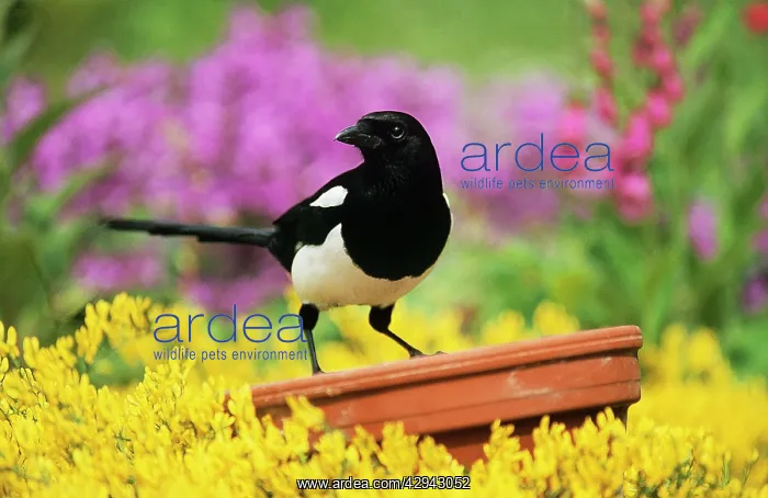  : Magpie - Perched on plant-pot in garden