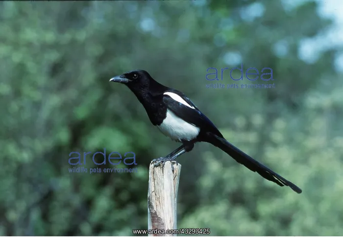  : MAGPIE - perched on post