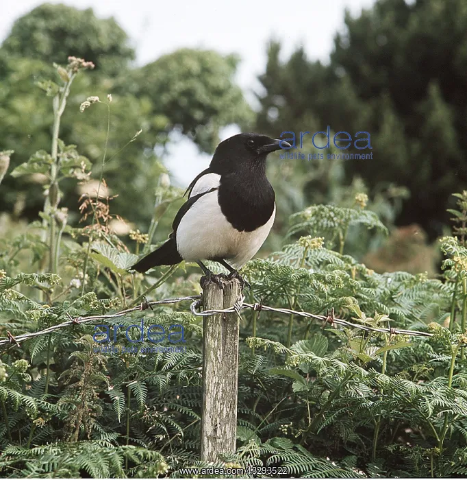 : MAGPIE - perched on post : MAGPIE - perched on post