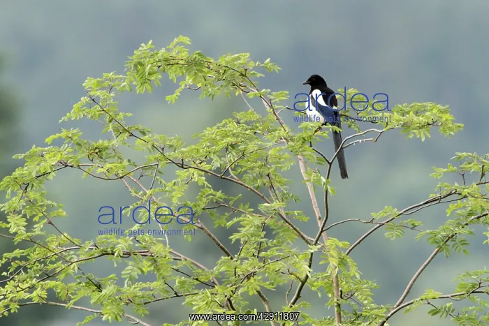 : Magpie - perched in Robinia tree : Magpie - perched in Robinia tree