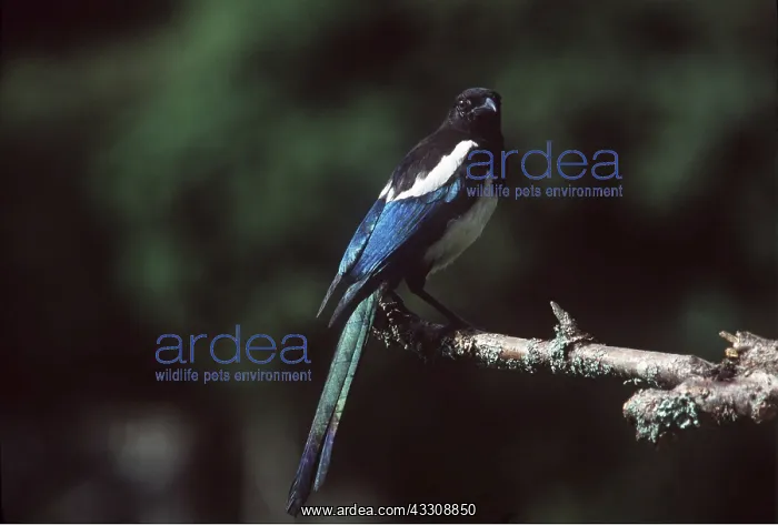 : MAGPIE - perching on branch : MAGPIE - perching on branch