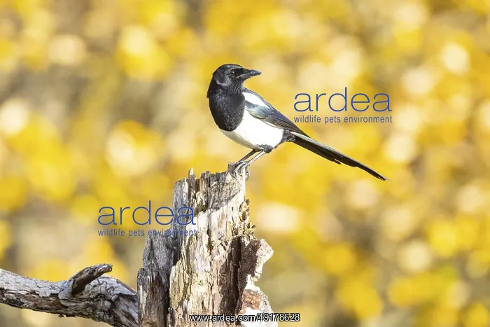 : Magpie (Pica pica) Germany : Magpie (Pica pica) Germany